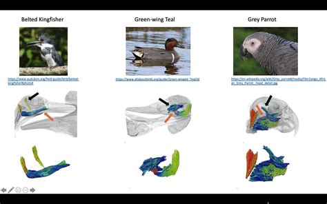 Historical and Cultural Significance of Avian Excrement on Cranial Region in Visions