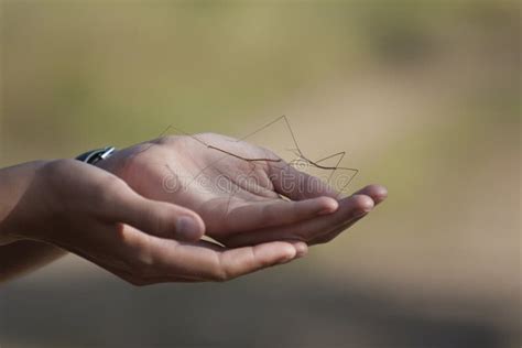 Holding Insects in Your Hand: Decoding the Meaning