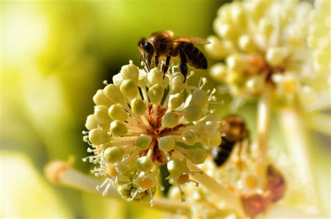 Honey Tasting: Embracing the Rich Spectrum of Nature's Liquid Gold