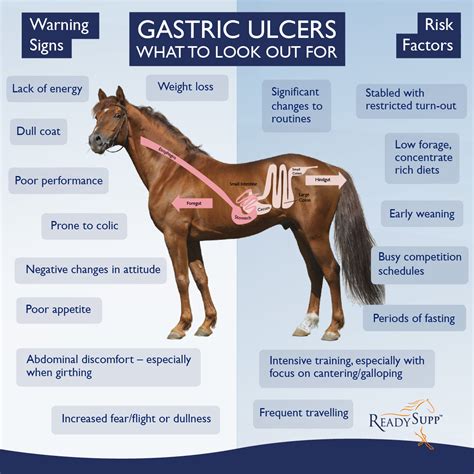 Horse Health 101: Vital Care and Preventive Measures for Your Equine Companion