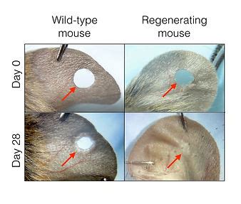 How Animals Serve as Inspiration for the Pursuit of Human Ear Regeneration