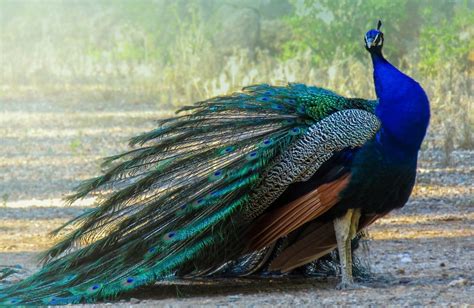How Peacocks utilize hues to express their sentiments