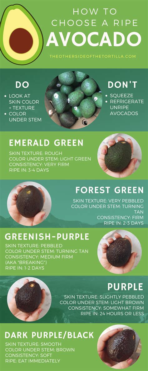 How to Choose the Ideal Avocado: A Thorough Guide to Selecting the Finest Fruit