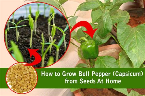 How to Cultivate Your Own Delightful Capsicum Plants: Helpful Hints for Flourishing Home Gardens