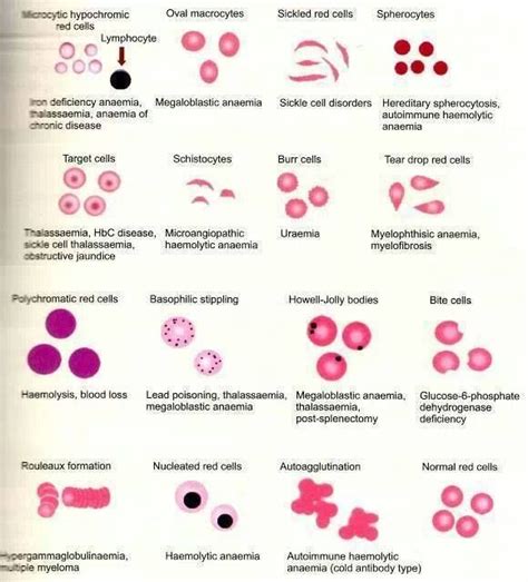 Identifying Anomalies: Key Indicators in Blood Analysis