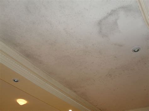 Identifying Signs and Symptoms of Mold Growth on the Ceiling