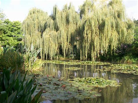 Immerse yourself in the Tranquility of Graceful Willow Trees