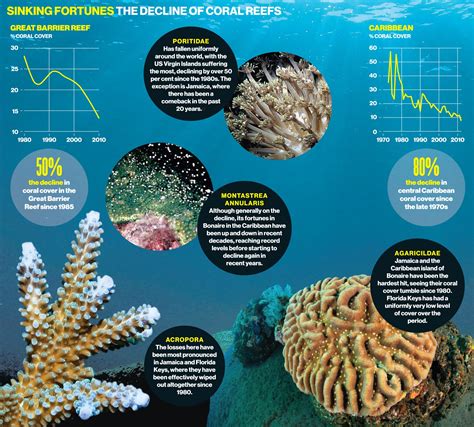 Impact on Ecosystem: The Ecological Consequences of Sea Creature Loss 