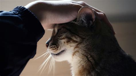 Improving Mental Well-being: The Happiness and Stress-reducing Effects of Feline Companionship