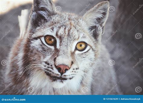 Incredible Photos and Videos: Witness the Beauty of Lynx up Close