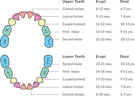 Insights and Strategies for Decoding and Managing Visions of a Youngster's Shedding of a Tooth