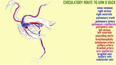 Insights for Interpreting and Embracing Dreams showcasing the Fascination of Avian Circulation