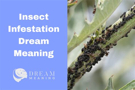 Insights for Interpreting the Hidden Meaning Behind an Unwelcome Bug Infestation in Your Dreams
