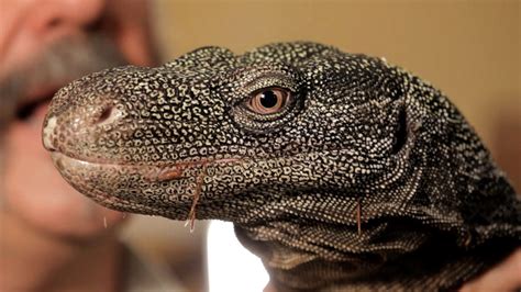 Insights from the Mind: Deciphering Visions of Enormous Reptiles