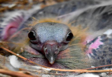 Insights from the Subconscious Mind: Unraveling the Pigeon Nest's Hidden Messages