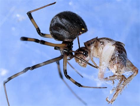 Interactions and Prey of the Brown Widow Spider