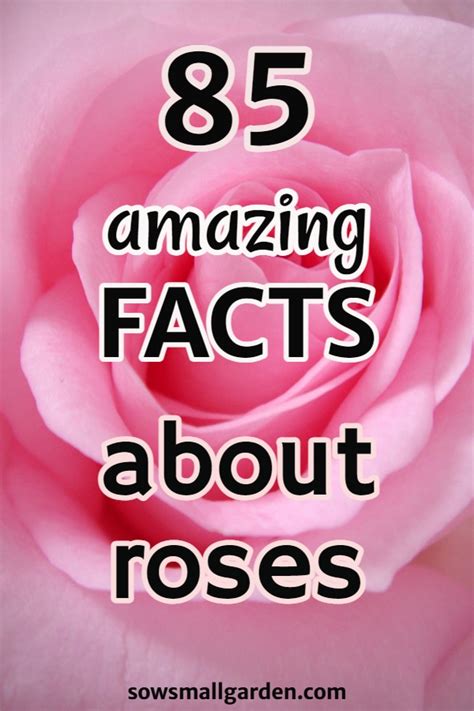 Interesting Facts About Angel Rose