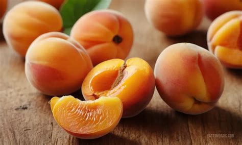 Interesting Facts about Apricot Pitts