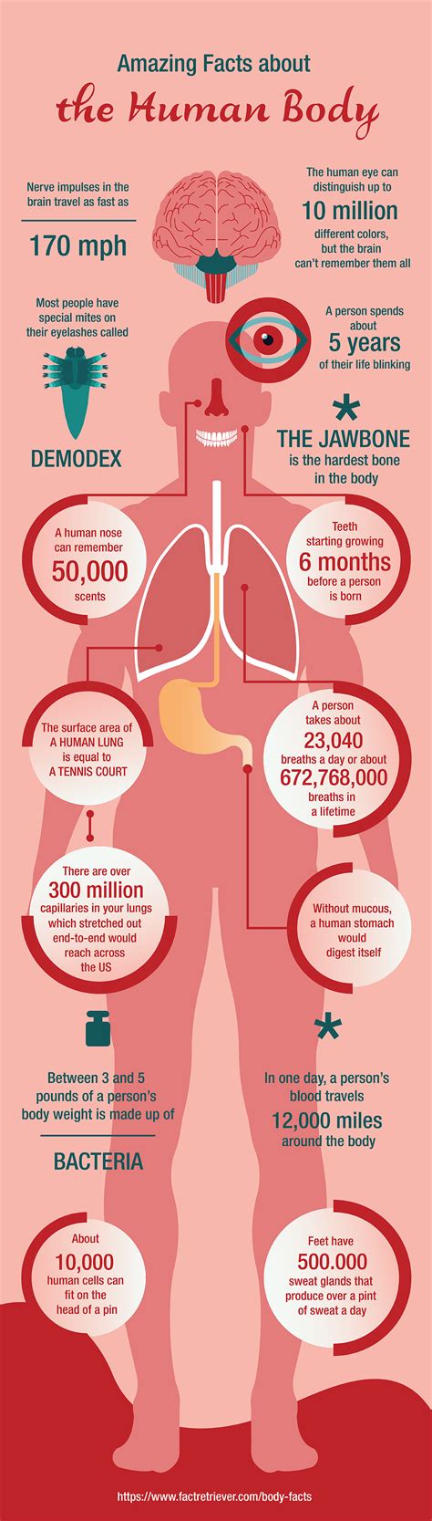 Interesting Facts and Body Measurements