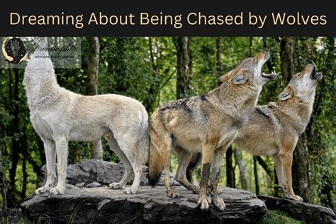 Interpretation and Symbolism of Being Chased by a Wolf in Dreams