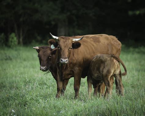 Interpreting Dreams: The Significance of Bovine Antlers