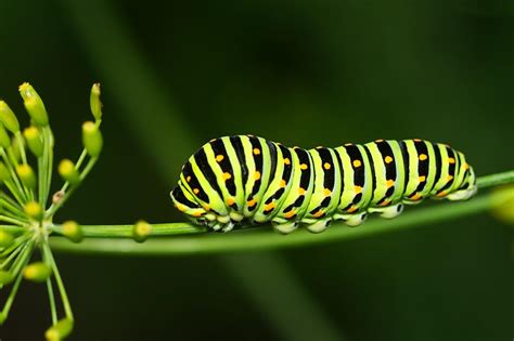 Interpreting Dreams about Furry Caterpillars: Common Meanings