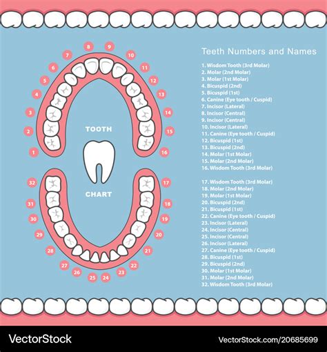 Interpreting the Significance of Teeth in a Newborn