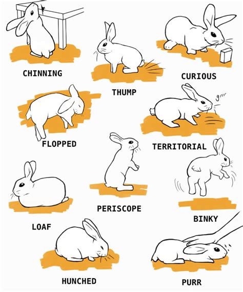 Interpreting the Significance of Various Rabbit and Hare Behaviors within Dreamscapes