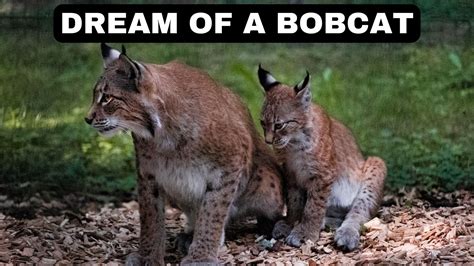 Introducing the Bobcat as a Dream Symbol