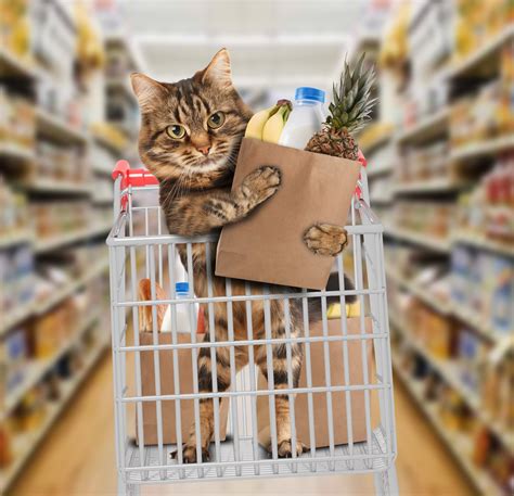 Invest in Essential Cat Supplies, Such as Food, Litter Box, and Toys