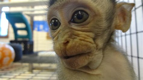 Is it Attainable to Have a Monkey as a Pet?