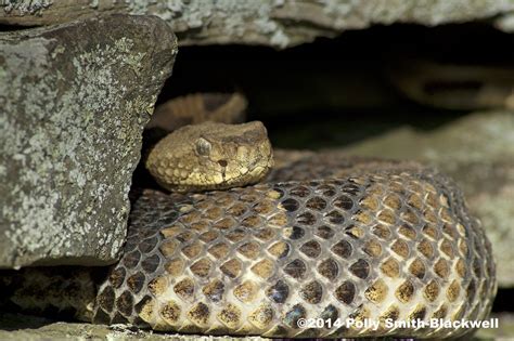 Is the Notion of Keeping a Rattlesnake as a Pet Simply a Folklore?