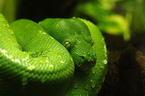 Keeping Constrictor Snakes as Pets: Advantages and Disadvantages