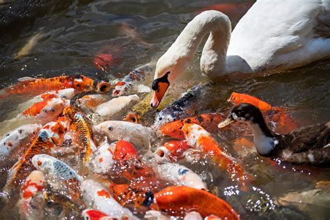 Keeping and Caring for Ivory Koi Fish: Tips and Guidelines