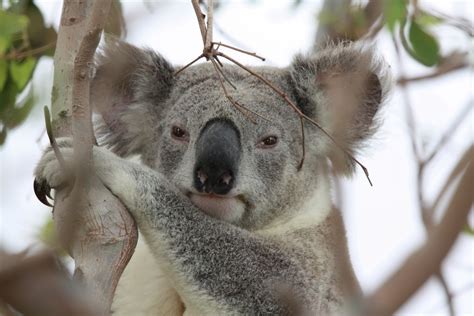 Koalas in Peril: Threats and Conservation Efforts