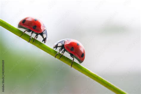 Ladybirds as Harbingers of Love and Relationships