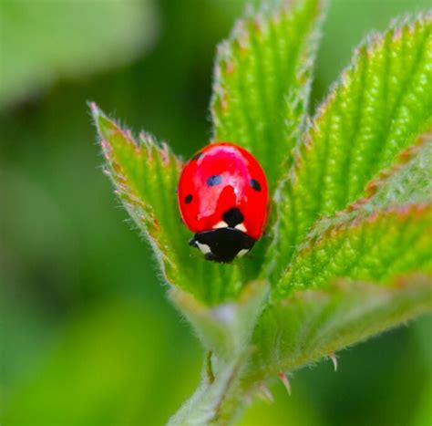 Ladybugs in Folklore and Superstitions