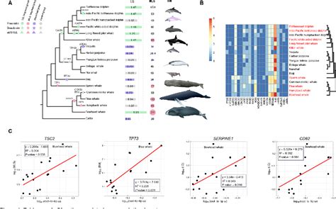 Learning from Infant Cetaceans: Insights into Resilience and Adaptability