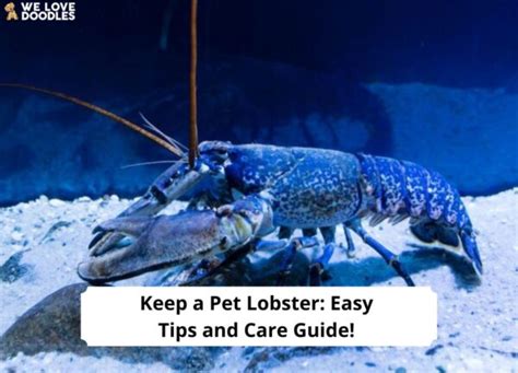 Legal Considerations When Keeping a Lobster as a Pet