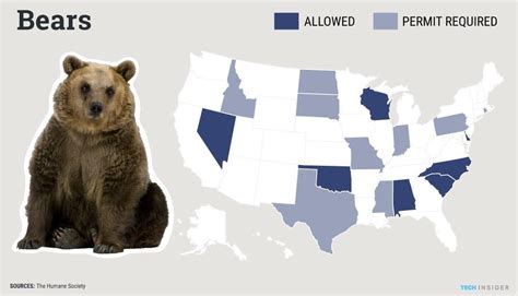 Legal considerations: exploring the regulations and permits for bear ownership