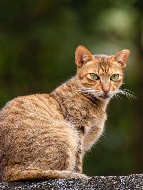 Legends and Beliefs: Calico Cats in Folklore and Superstition