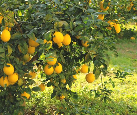 Lemon Tree Symbolism in Different Religions and Mythologies