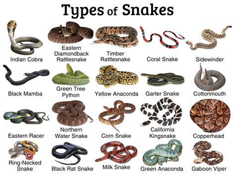 List of Serpents with Lethal Venom: Ranked from Least to Most Hazardous