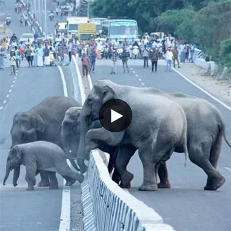 Magic Unveiled: The Enchanting Encounter with the Majestic Elephant