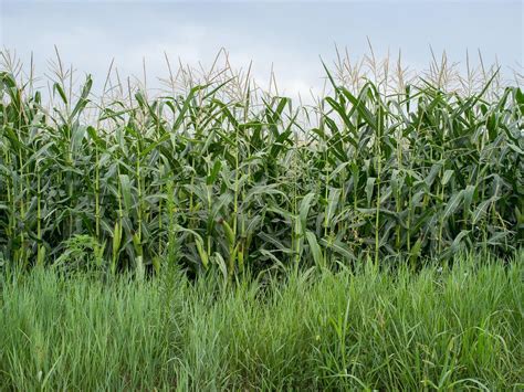 Maintaining Weed-Free Corn Fields: Strategies for Effective Weed Control