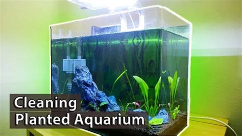 Maintaining Your Aquarium for Long-term Success