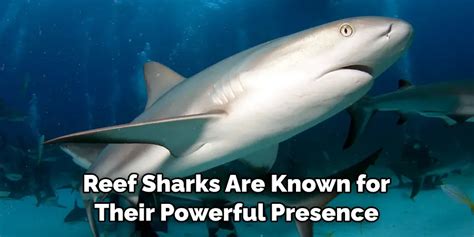 Making Sense of the Symbolic Presence of the Shark