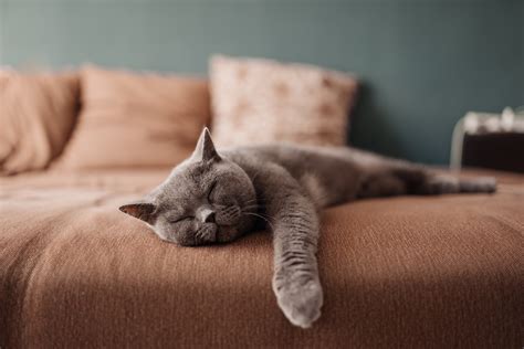 Making Your Home Cat-Friendly