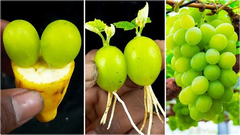 Master the Art of Growing Delicious Grapes: Techniques and Tips for Successful Grape Planting