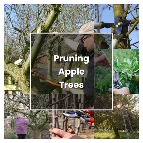 Mastering Apple Tree Care: From Planting to Pruning